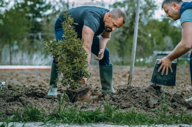 Best Tree Stump Removal  in Mount Hermon, VA